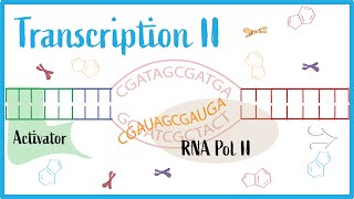 Transcription II Post Transcriptional Modifications RNA splicing amp mRNA Structure [upl. by Arrej]