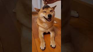 Shiba Inu is the most relaxed dog [upl. by Boothman179]