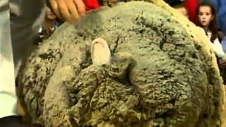 Shrek the sheep dies [upl. by Ilsel]