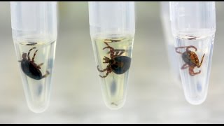 Identification of ticks by MALDITOF MS [upl. by Rafaelita522]