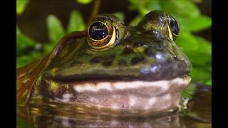 American Bullfrog Call with Green Frog Croaking Accompaniment [upl. by Wilmer]