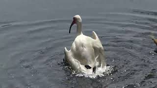 White Ibis Takes a Bath Florida [upl. by Pellikka]