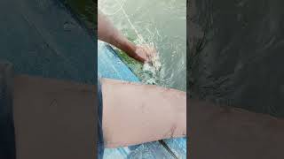 fishing fiish beachfishing fish filefish carpfishing fihing carp fiahing videogama [upl. by Ailin56]