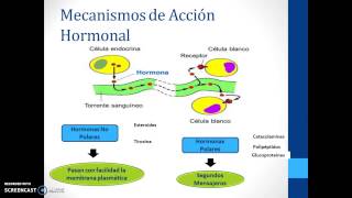 Mecanismos de Acción Hormonal [upl. by Story]