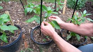 Pruning Staking Mulching amp Fertilizing Young Peppers Get Them Ready to Produce [upl. by Atsyrt964]