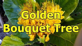 Golden Bouquet Tree  Deplanchea tetraphylla HD Video 01 [upl. by Renault]