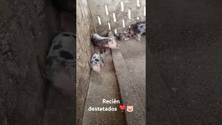 Lechones recién destetados ❣️🐷 [upl. by Longley]