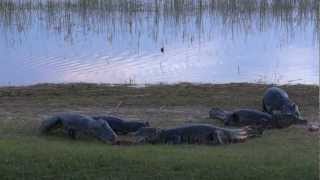 Interactuando con los yacares Esteros del Ibera Corrientes Argentina Parte 2 [upl. by Presley]