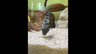 My convict cichlid babies are growing fishkeeping cichlid aquarium [upl. by Lecirg759]