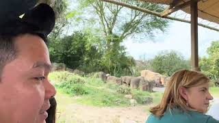 Kilimanjaro Safari in Animal Kingdom Disney World [upl. by Flaherty]