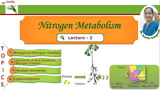 Biological nitrogen fixation Nitrogen fixation [upl. by Royd]