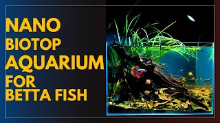 Betta Fish Tank Set up  Nano Biotope Aquarium  Aquascape Tutorial [upl. by Renzo]