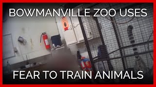 Bowmanville Zoo Uses Fear and Intimidation to Train Animals [upl. by Nuahc]