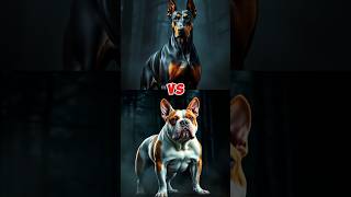 Doberman Pinscher vs American Bulldog Fight shorts trending [upl. by Vidovic]