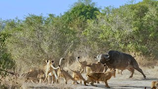 18 Lions vs 2 African Buffalo Epic Battle Cubs Get Involved [upl. by Galen913]