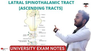 Lateral Spinothalamic tract  Ascending Tracts  Spinal cord  CNS Physiology [upl. by Rangel]