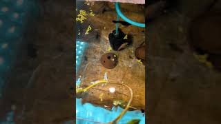 guppy breeding setup।🥰 my Fish Tank। fish guppy breeding bestveido love saportme [upl. by Dadelos]