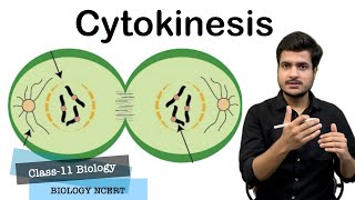 Cytokinesis In Animal amp Plant Cells  Furrow amp Cell Plate Formation  Cell Cycle Class11 Biology [upl. by Ibmat601]