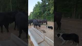 Twitt Cowdog backing down cattle BorderCollies [upl. by Collin]