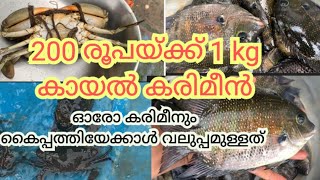 പിള്ളക്കടവിൽ കരിമീൻ വാങ്ങാൻ ആരുമില്ല l karimeen l keralafishing l village fishing videosfishing [upl. by Siravrat]