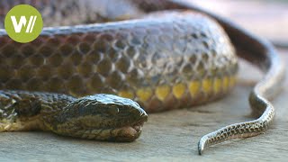 Schlangen in Kambodscha ein billiges Futter für die Krokodile [upl. by Mcgaw362]