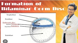 Changes in Embryoblast  Formation of Amniotic Cavity and Primary Yolk Sac [upl. by Leunamnauj7]