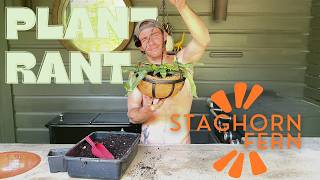 Plant Rant  How to pot a Staghorn Fern hanging basket [upl. by Enaoj737]