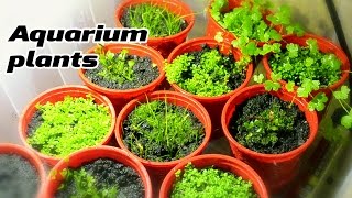 Growing Emersed Aquarium plants under DIY LED lightning [upl. by Alain]