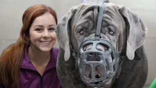 180lbs Neapolitan Mastiff with a bite history [upl. by Lleihsad760]