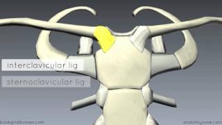 Sternoclavicular Joint  3D Anatomy Tutorial [upl. by Eachelle]