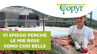 Come proteggere le rose e le piante da afidi e insetti con lOlio di Neem [upl. by Ahtram]