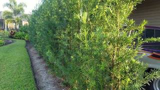 Podocarpus privacy barrier or hedge [upl. by Vanzant]