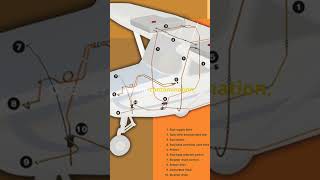 Cessna172FuelSystem Shorts [upl. by Atorod]