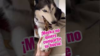 Mi Husky pelea por su hueso 🦴 [upl. by Modeste558]