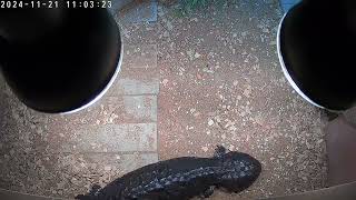 female shingleback skink [upl. by Ramel]