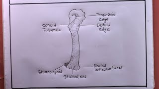 How To Draw Human ClavicleClavicle Bone Drawing [upl. by Enahpets]