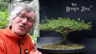 Pruning My African Style Serissa The Bonsai Zone June 2024 [upl. by Rush320]