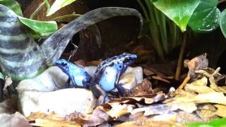 Dendrobates tinctorius quotAzureusquot  calling amp hunting [upl. by Carnahan612]