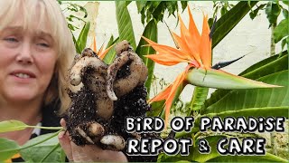 Bird of Paradise Repot amp Care  Strelitzia reginae [upl. by Suivatram]