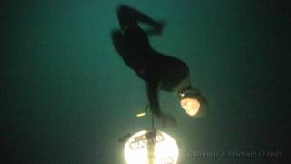 114m FIM Freediving world record [upl. by Woodman346]