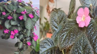 Episcia Cupreata plant Varieties Flame violet plants house plant Best hanging plants [upl. by Hay]