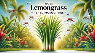 Does Lemongrass Repel Mosquitoes Facts About Lemongrass You Need To Know [upl. by Esiled853]