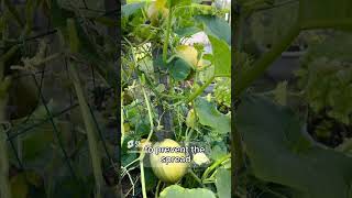 How to Deal With Powdery Mildew [upl. by Anha]