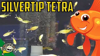 How to Care For Silvertip Tetras Hasemania nana  Silver Tip Tetra School size [upl. by Araihc]