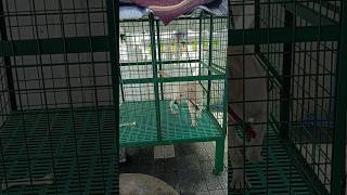 Dog cage under drainage system trending lifeofmallusviralvideos [upl. by Sherie267]