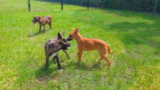 Animal Adoption Days Puppies [upl. by Jairia751]