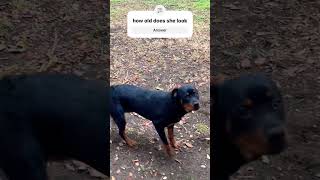 Henny the rottweiler big girl pets family backyard dog youtubeshorts diy ￼￼ [upl. by Aronle]