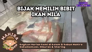 Bijak Memilih Bibit Ikan Nila Lakukan Ini Supaya Ikan Nila Tumbuh Sehat dan Maksimal [upl. by Peckham949]