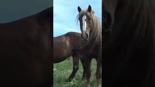 Stallion A rush of tenderness । Beautiful Horse [upl. by Rybma]