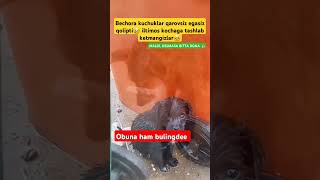 Kochaga tashlab ketmang🥺 rek cat uzb animals uzbeklar funny rekda nuriddindomla cute [upl. by Enamrahs]